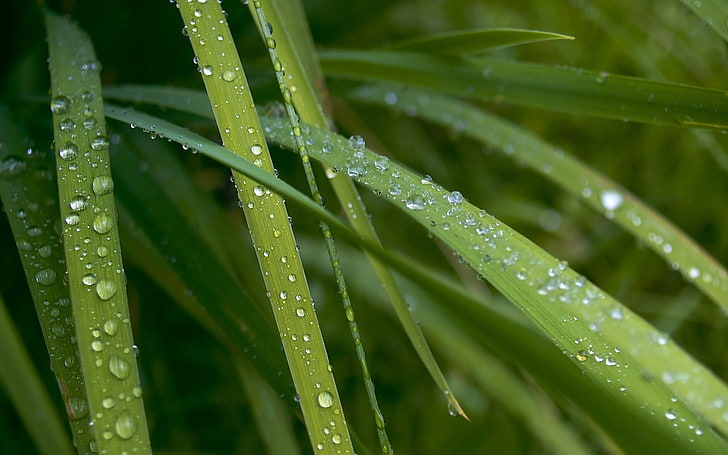 green grass, nature, water drops, plants, macro, wet, green color, HD wallpaper