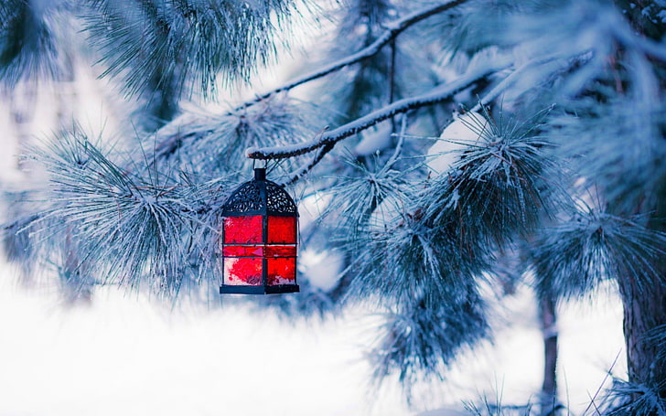 black hanging lantern, winter, tree, cold temperature, snow, red