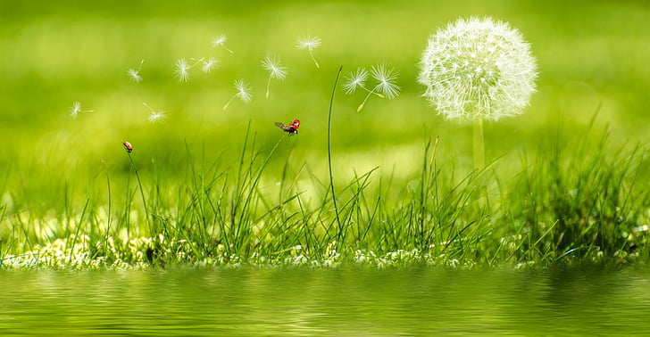 Earth, Artistic, Dandelion, Flower, Grass, Green, Ladybug, Plant, HD wallpaper