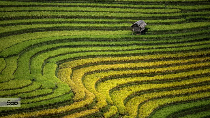 landscape, rice paddy, agriculture, rice - cereal plant, farm, HD wallpaper