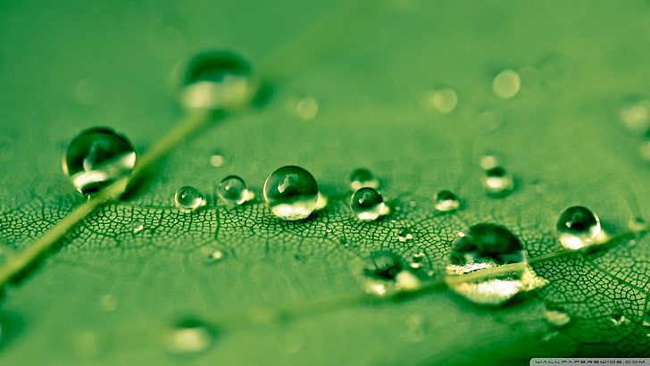 water droplets, water drops, leaves, green, wet, green color, HD wallpaper