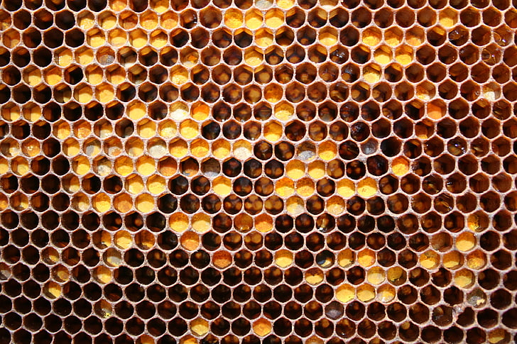 yellow honey hive, cell, may honey, bee, hexagon, honeycomb, beeswax