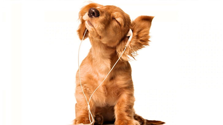 I Am A Puppy, I Feel The Vibes, brown coated beige puppy ; white earbuds