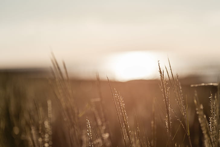 selective focus of wheat during golden hour, Nordsee, North Sea, HD wallpaper