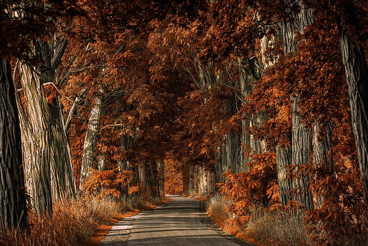 nature, landscape, trees, road, shrubs, fall, direction, the way forward, HD wallpaper