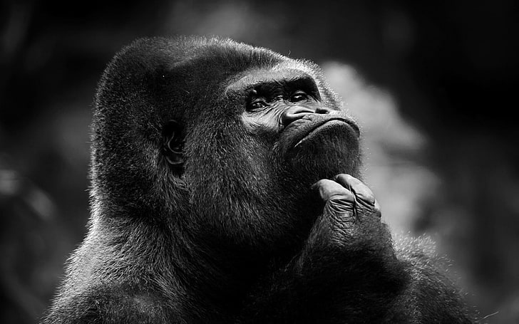 gorilla, monochrome, #HARAMBE:(, Animal, primate, ape, mammal, HD wallpaper