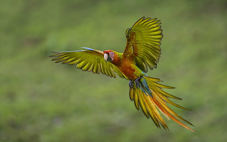 scarlet macaw bird, wings, feathers, parrot, tail, flight, Ara, HD wallpaper