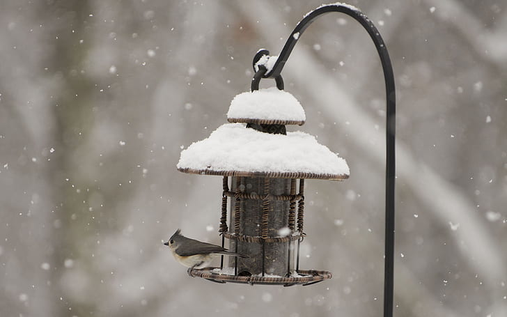 Bird Birdhouse Snow Winter HD, animals, HD wallpaper
