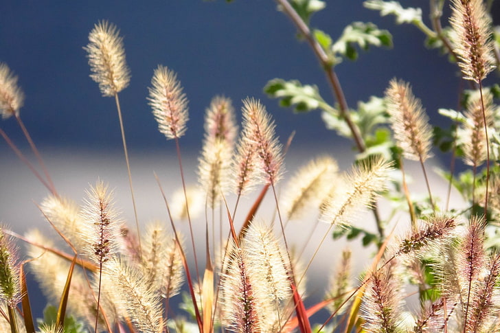 nature, spikelets, plants, growth, beauty in nature, sky, close-up, HD wallpaper