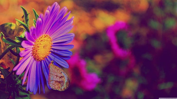 purple daisy flower, nature, flowers, purple flowers, insect, HD wallpaper