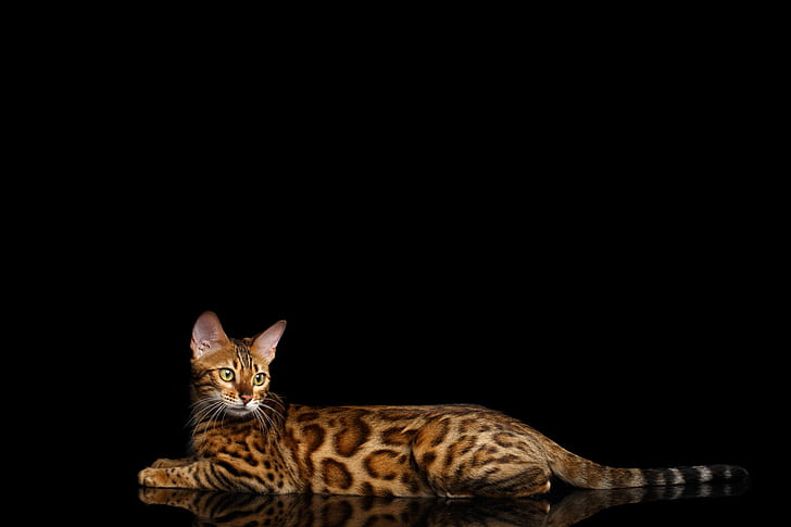 Cats, Bengal Cat, Reflection, HD wallpaper