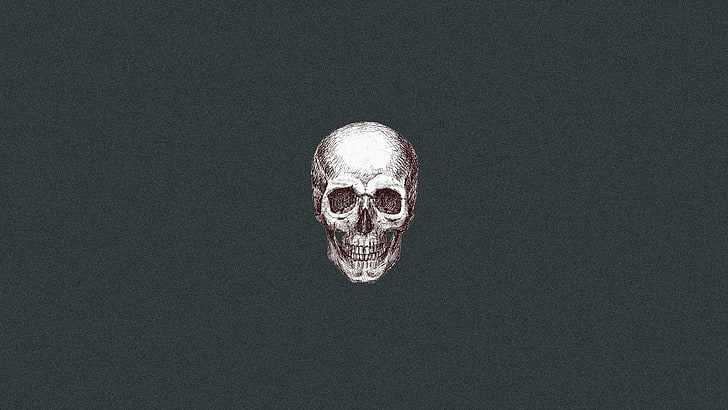 gray skull artwork, studio shot, human skeleton, human body part, HD wallpaper