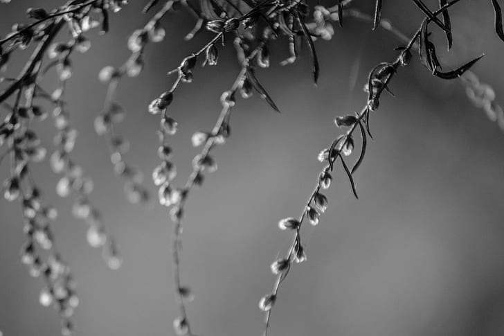 grayscale photography of leaf plant, Au, Nature, Ardèche, Monochrome, HD wallpaper