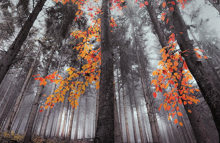 orange leafed trees, fall, forest, nature, landscape, mist, plant