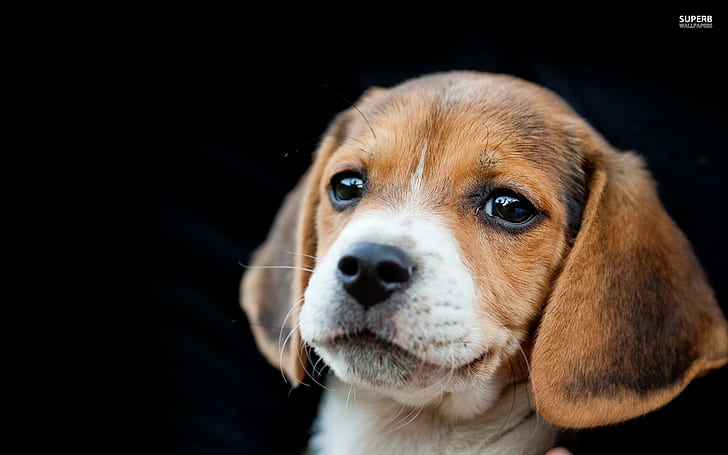 ~cute Beagle Puppy~, sweet, precious, adorable, animal, animals, HD wallpaper