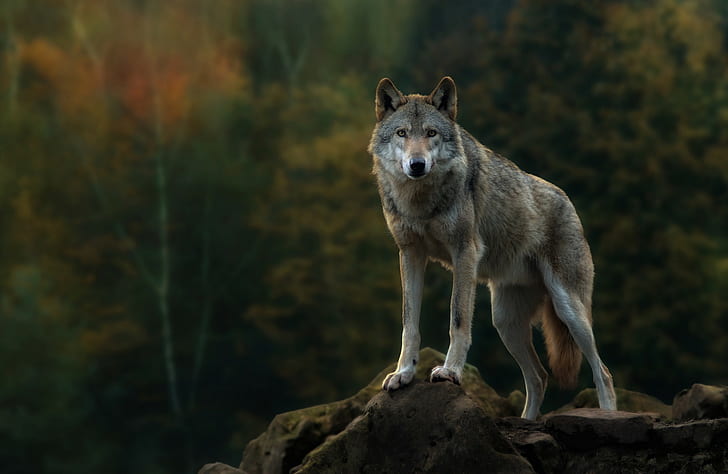 Gray wolf, white and gray coated wolf, forest, Autumn, scale, HD wallpaper