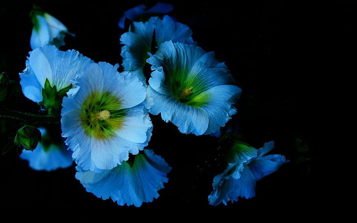 Blue flowers, petals, mallow, black background, blue flowers