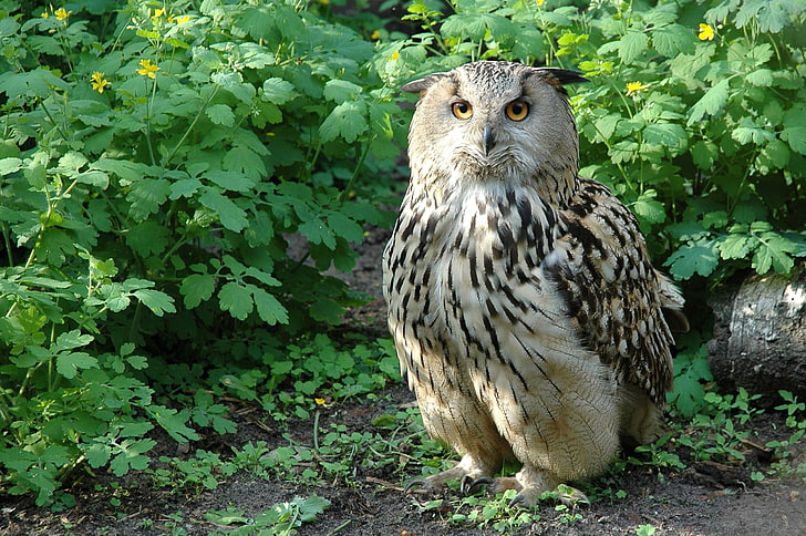 brown owl, bird, species, branches, leaves, predator, bird of Prey