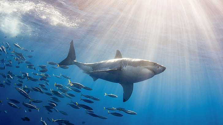 shark, sea, fish, animals, underwater, Great White Shark, HD wallpaper