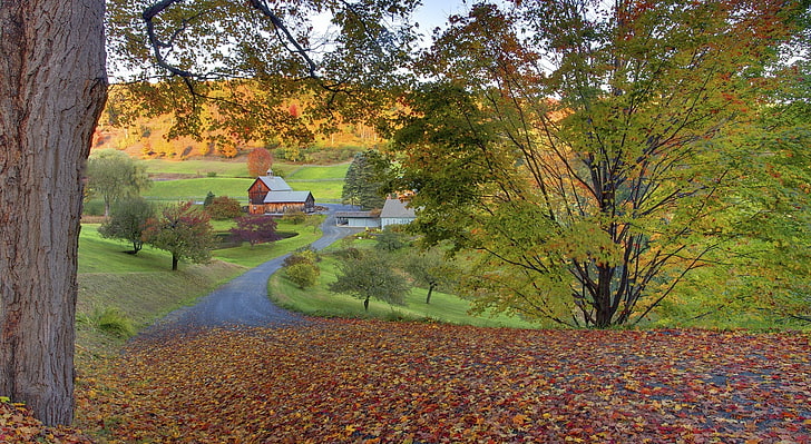 Woodstock, Vermont, green tree, Nature, Landscape, Autumn, plant, HD wallpaper