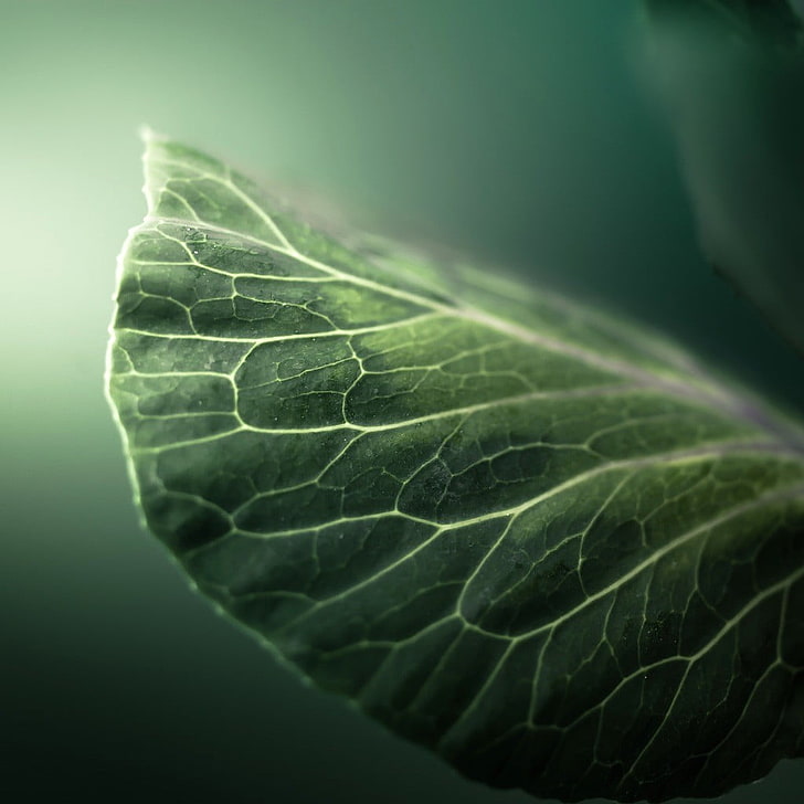 green leaf, filter, macro, nature, plants, leaves, HD wallpaper