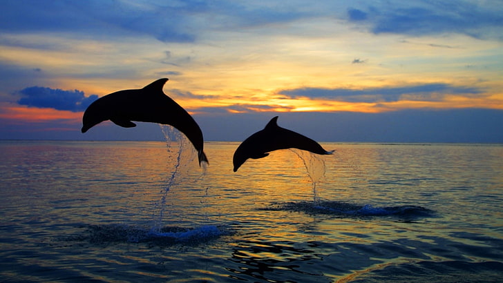two gray dolphins, sea, the sky, water, sunset, squirt, nature, HD wallpaper