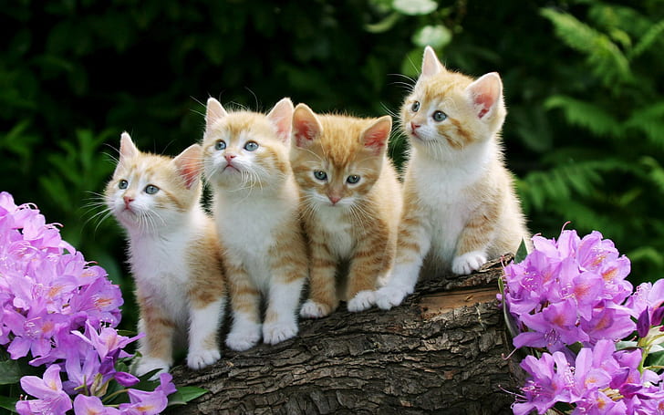 Cat Cats Kitten Kittens HD, animals, HD wallpaper