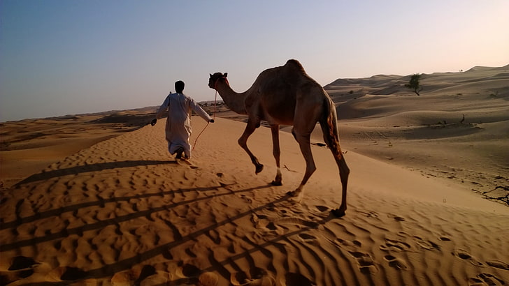 man tugging a camel in the desert, camel in desert, arabian caravan, HD wallpaper