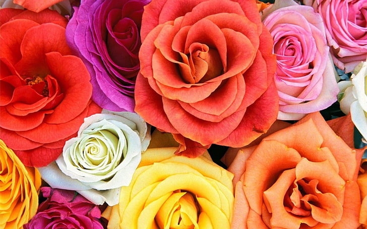Hd Wallpaper Flowers Rose Close Up