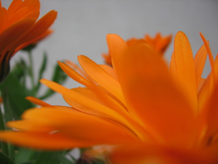 plants, flowers, flowering plant, orange color, petal, beauty in nature, HD wallpaper