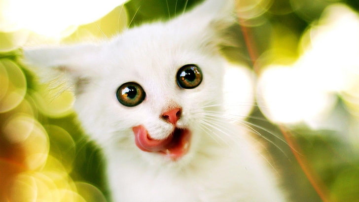 cat, catling, kitty, cat eyes, funny, animal themes, one animal, HD wallpaper