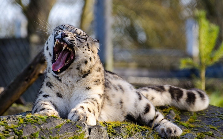 white and black tabby cat, snow leopards, animals, nature, big cats