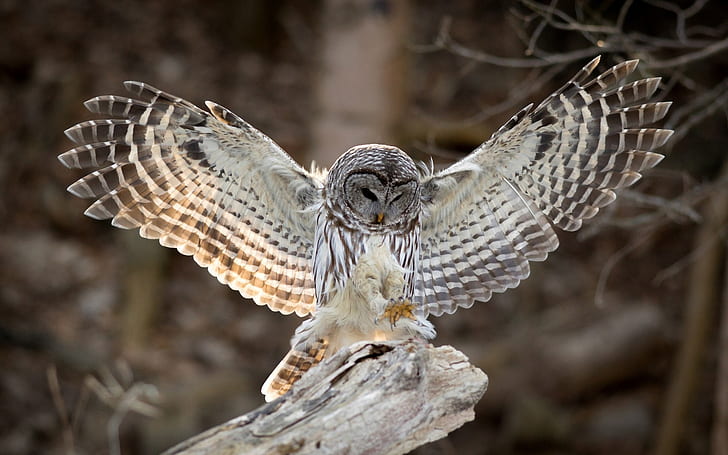 Bird photography, owl, wings, feathers, brown and white owl