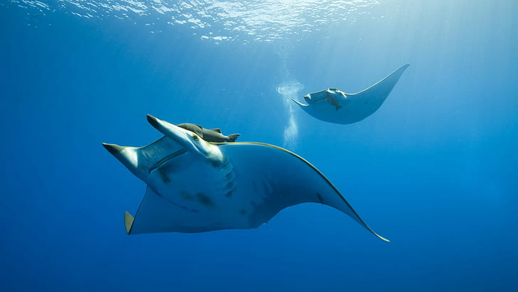 manta rays, animals