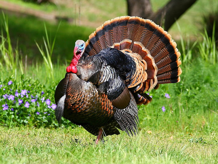 HD wallpaper: turkey, bird, feathers, nature, animal, grass, farm, outdoors  | Wallpaper Flare
