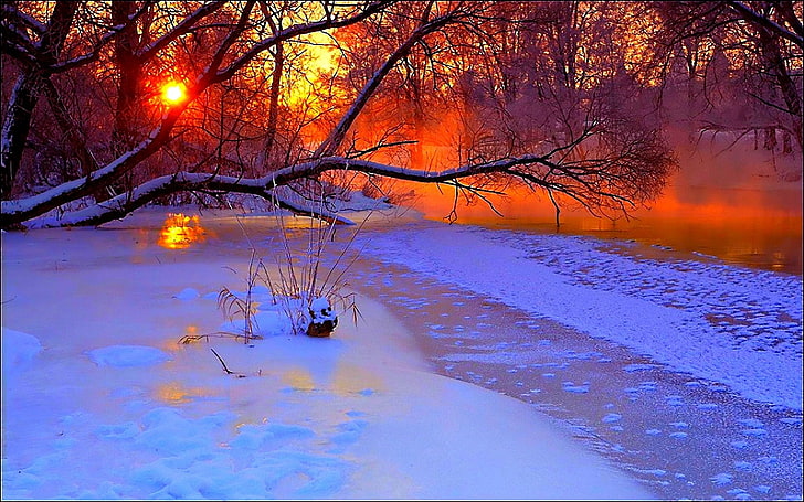 brown tree, winter, sunset, evening, branches, pond, cold, snow