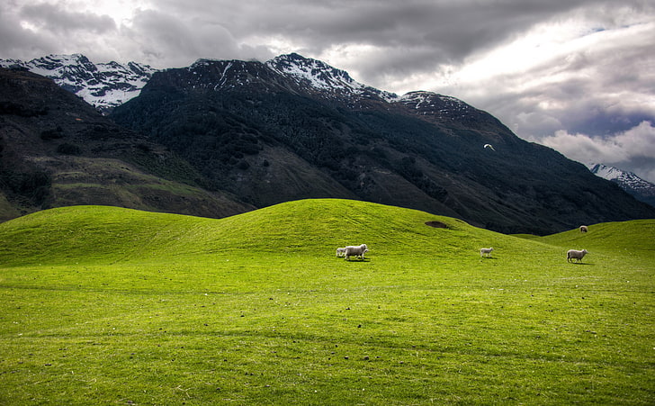 Hills And Mountains, green grass field, Oceania, New Zealand