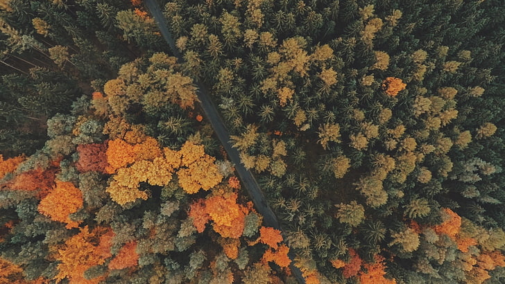 nature, trees, forest, road, fall, landscape, aerial view, bird's eye view