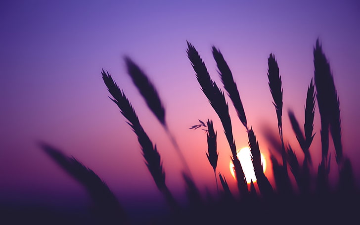 plant silhouette photography, silhouette of grass during sunset, HD wallpaper