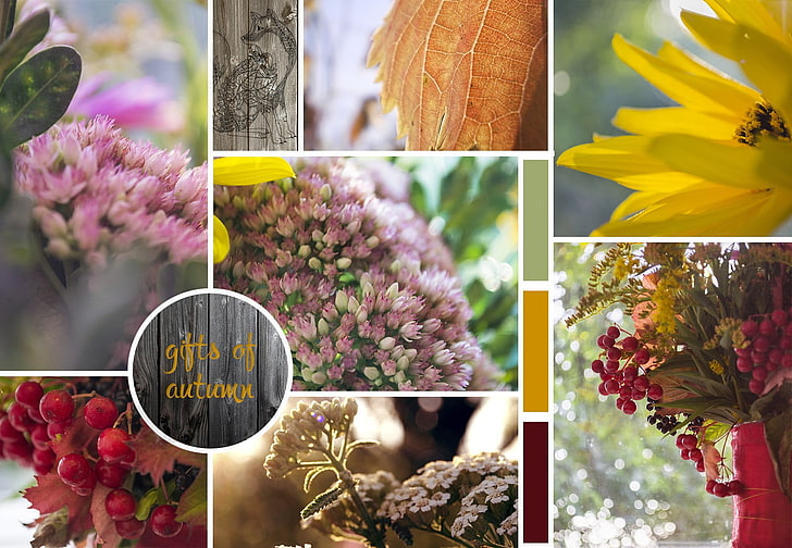 herbarium, flowers, summer, flowering plant, freshness, vulnerability, HD wallpaper
