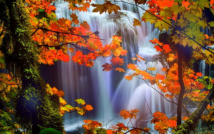 autumn, beautiful, colors, creative, dreams, fall, falls, four, HD wallpaper