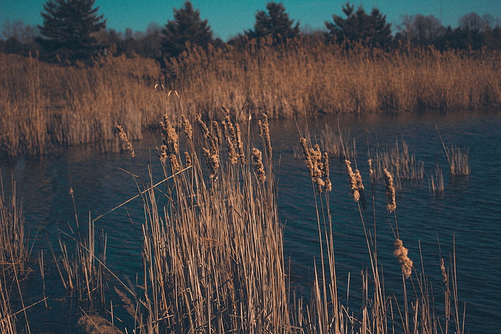 brown grasses, reeds, dry, swamp, nature, lake, water, outdoors, HD wallpaper