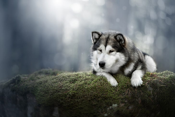 background, moss, dog, Alaskan Malamute, HD wallpaper