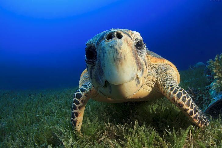 tourism, Atlantic, diving, Indian, Ocean, Hawksbill Sea Turtle, HD wallpaper