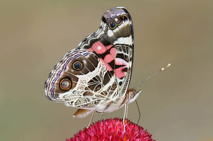 depth of field photography white, brown, and pink butterfly perched on red flower, HD wallpaper