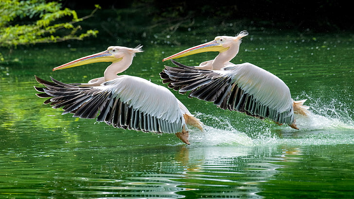 Rosy Pelicans In The National Zoo Synchronized Takeoff From The Surface Of The Lake Hd Wallpapers For Desktop Mobile Phones And Computer 3840×2160