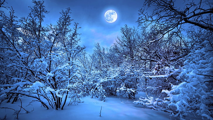 nature, snow, night, cyan, blue, winter, tree, plant, cold temperature