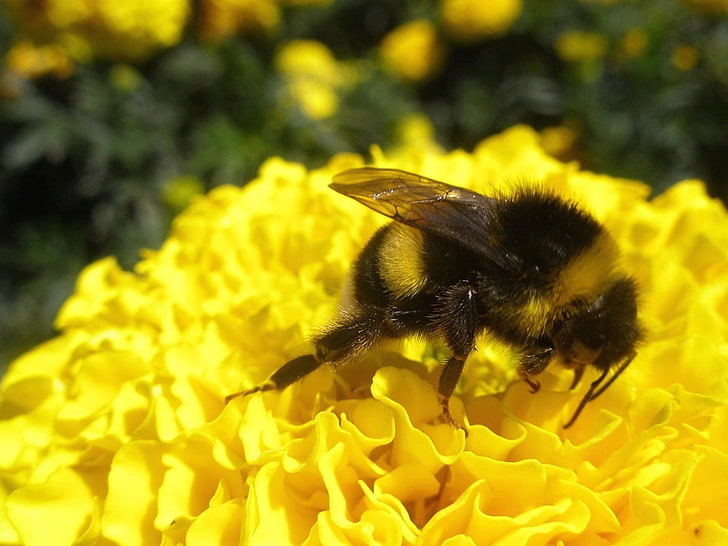 yellow and black bee, bumble bee, flower, flying, grass, striped