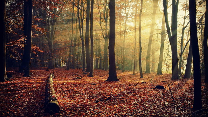 HD wallpaper: Autumn Forest Sunshine, nature and landscape | Wallpaper Flare