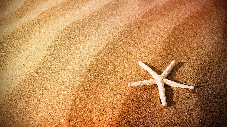 beach, desert, sand, savana, HD wallpaper